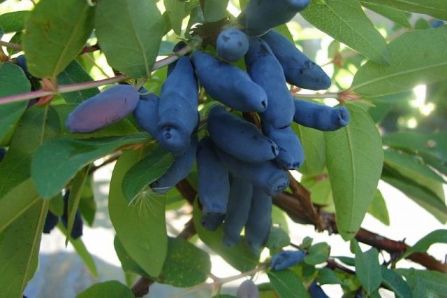 Honeysuckle berries are bitter: what does it mean, is it possible to eat, how to remove bitterness