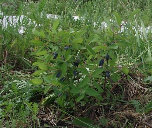 Honeysuckle Blue spindle