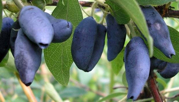 Honeysuckle Blue spindle