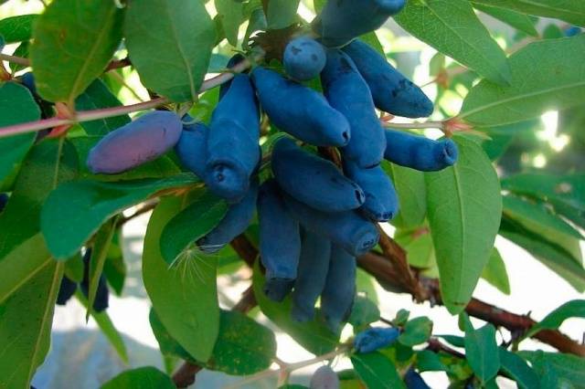 Honeysuckle Blue spindle