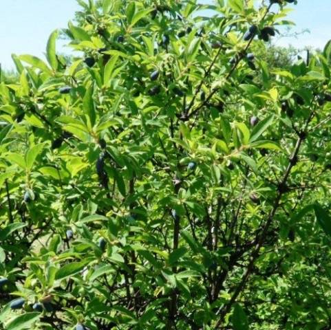 Honeysuckle Blue spindle