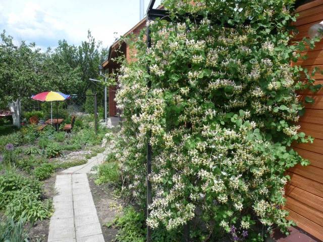 Honeysuckle Blue spindle