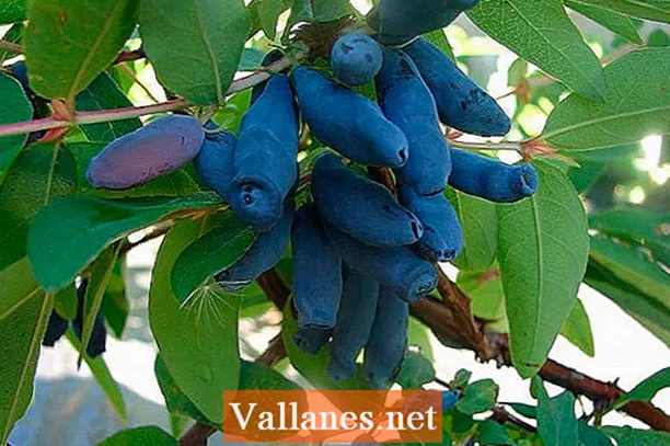 Honeysuckle Blue spindle