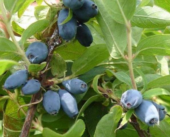 Honeysuckle Bluebird