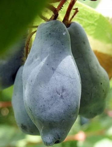 Honeysuckle Bluebird