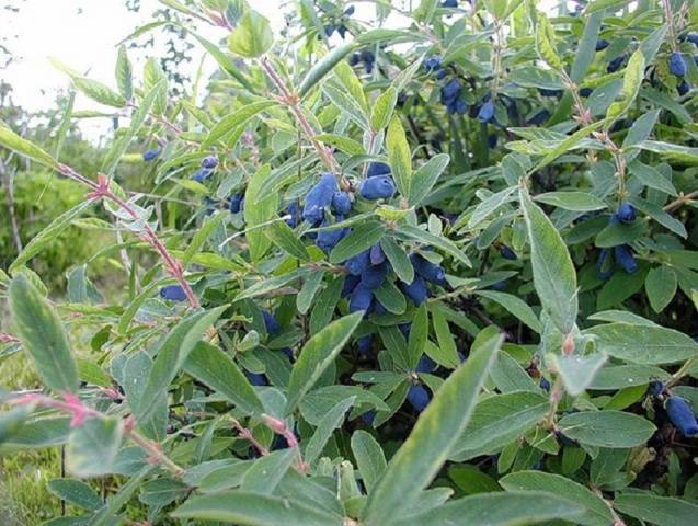 Honeysuckle Bluebird