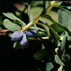 Honeysuckle Bluebird