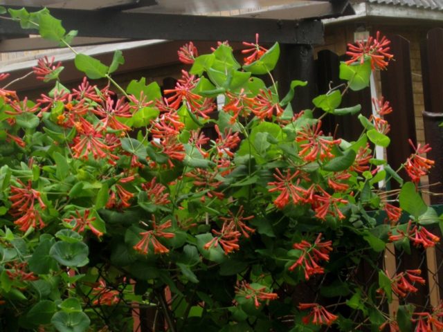 Honeysuckle Brown Blanche Sandman, Dropmore Scarlet: planting and care, photos, reviews