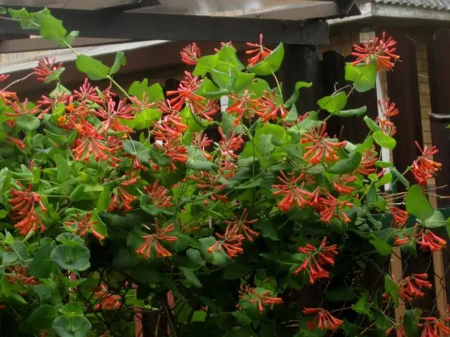 Honeysuckle Brown Blanche Sandman, Dropmore Scarlet: planting and care, photos, reviews