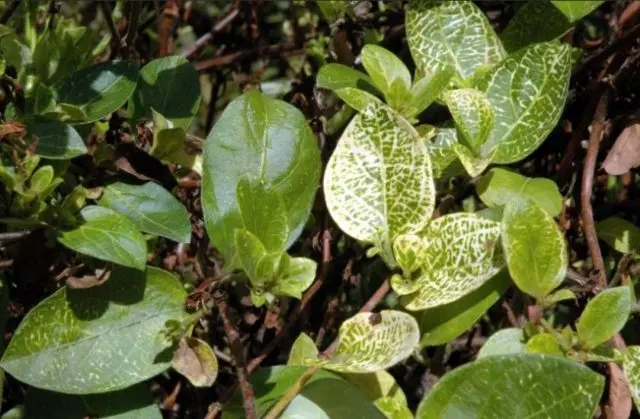 Honeysuckle Brown Blanche Sandman, Dropmore Scarlet: planting and care, photos, reviews