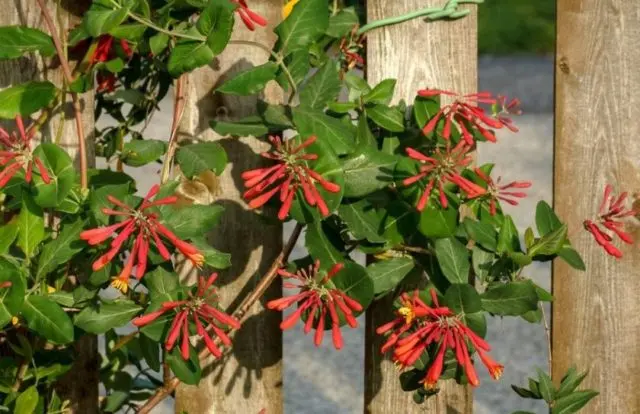 Honeysuckle Brown Blanche Sandman, Dropmore Scarlet: planting and care, photos, reviews