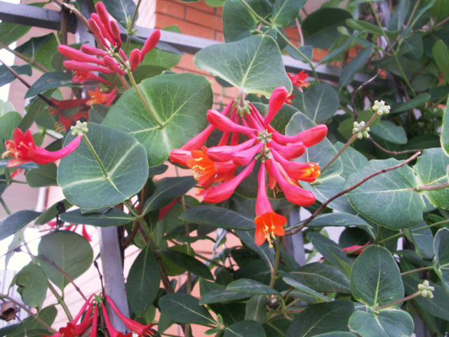 Honeysuckle Brown Blanche Sandman, Dropmore Scarlet: planting and care, photos, reviews