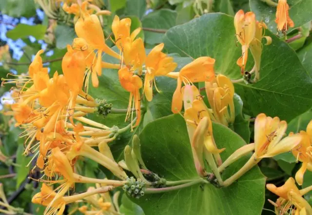 Honeysuckle Brown Blanche Sandman, Dropmore Scarlet: planting and care, photos, reviews