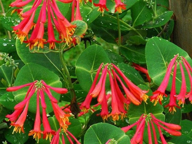 Honeysuckle Brown Blanche Sandman, Dropmore Scarlet: planting and care, photos, reviews