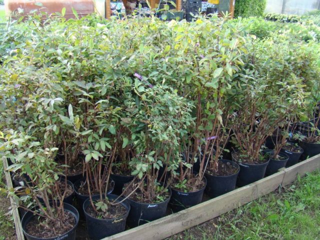 Honeysuckle Brown Blanche Sandman, Dropmore Scarlet: planting and care, photos, reviews