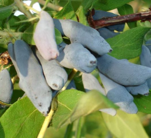 Honeysuckle Chosen One: variety description, photos and reviews