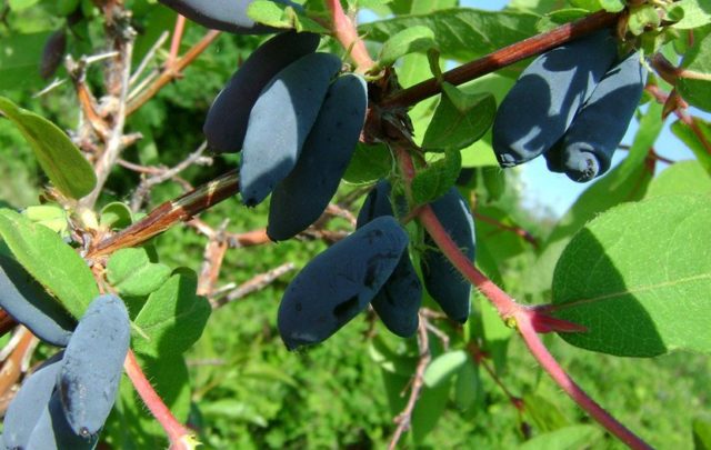 Honeysuckle Chulymskaya: variety description, photos and reviews