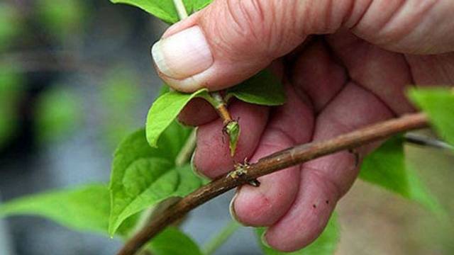 Honeysuckle Delight