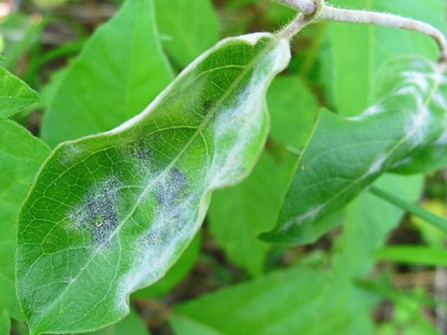 Honeysuckle diseases and their treatment: a photo with a description, ways to fight