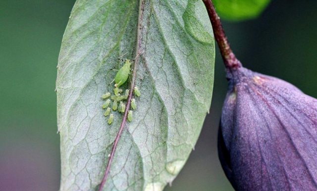 Honeysuckle diseases and their treatment: a photo with a description, ways to fight