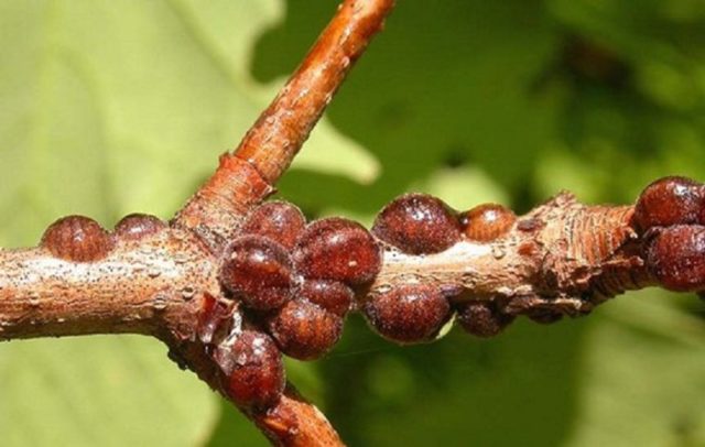 Honeysuckle diseases and their treatment: a photo with a description, ways to fight