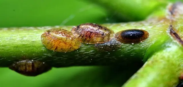 Honeysuckle diseases and their treatment: a photo with a description, ways to fight
