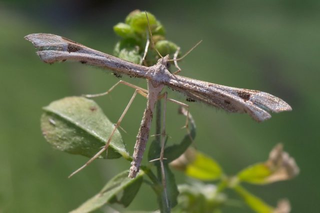 Honeysuckle diseases and their treatment: a photo with a description, ways to fight