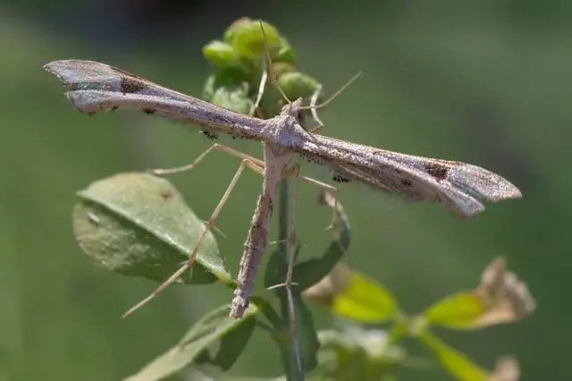 Honeysuckle diseases and their treatment: a photo with a description, ways to fight