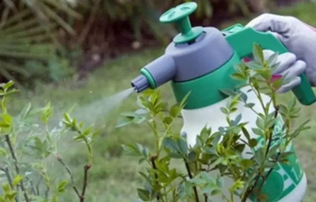Honeysuckle diseases and their treatment: a photo with a description, ways to fight