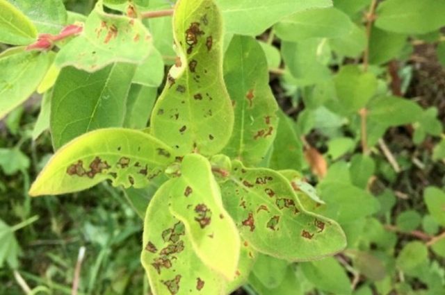 Honeysuckle diseases and their treatment: a photo with a description, ways to fight