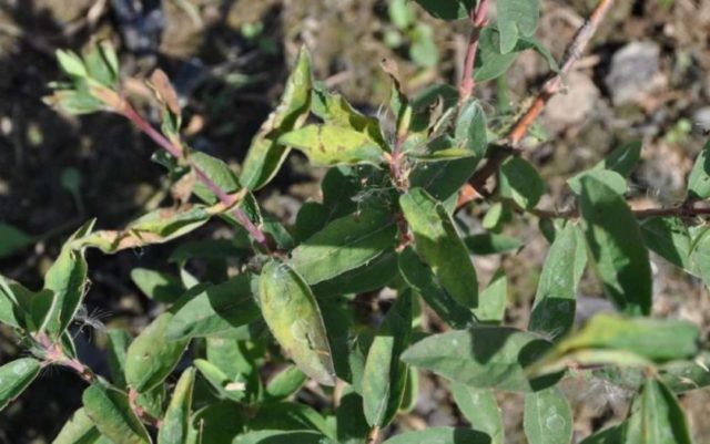 Honeysuckle diseases and their treatment: a photo with a description, ways to fight