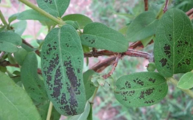 Honeysuckle diseases and their treatment: a photo with a description, ways to fight