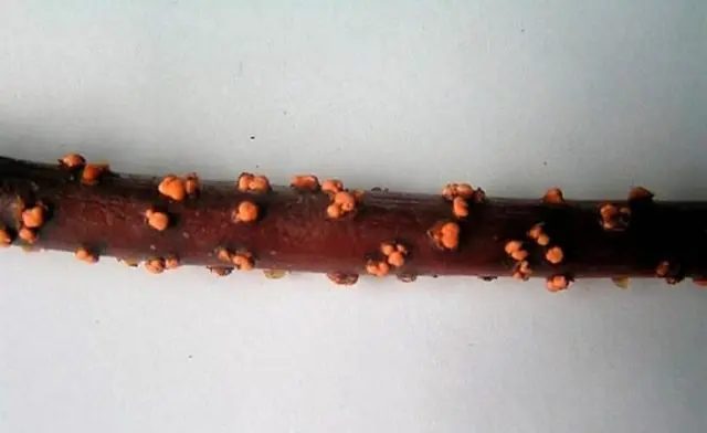 Honeysuckle diseases and their treatment: a photo with a description, ways to fight