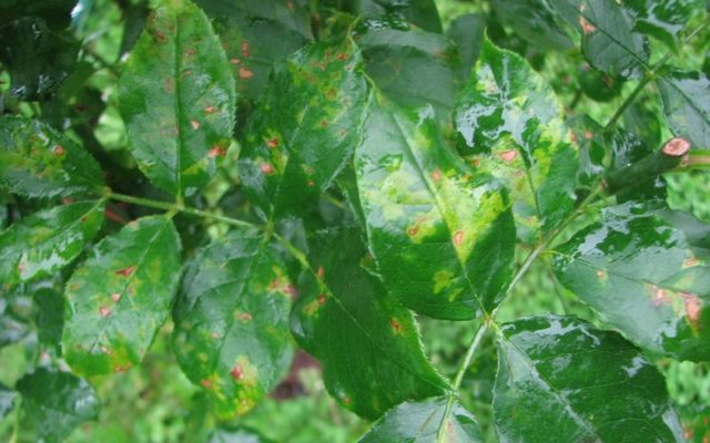 Honeysuckle dries up: what to do, how to restore