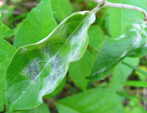 Honeysuckle dries up: what to do, how to restore