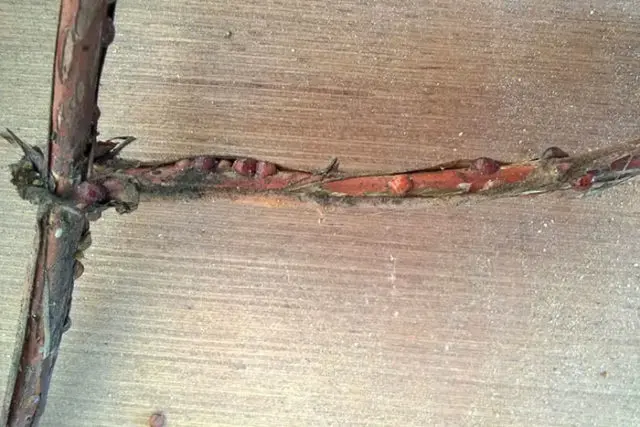 Honeysuckle dries up: what to do, how to restore
