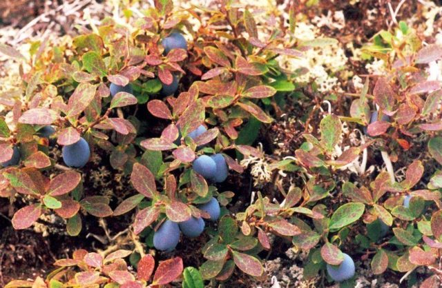 Honeysuckle dries up: what to do, how to restore