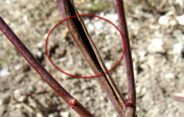 Honeysuckle dries up: what to do, how to restore