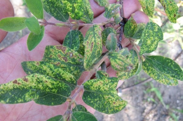 Honeysuckle dries up: what to do, how to restore