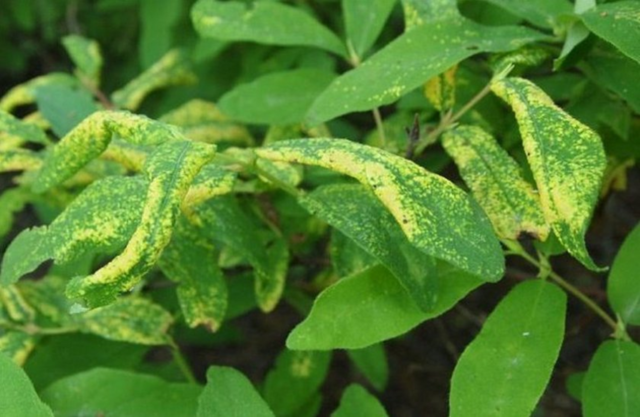 Honeysuckle dries up: what to do, how to restore