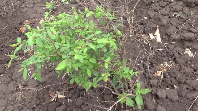 Honeysuckle Fianit: variety description, photos and reviews