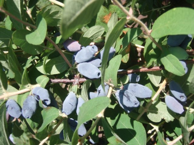 Honeysuckle Fianit: variety description, photos and reviews