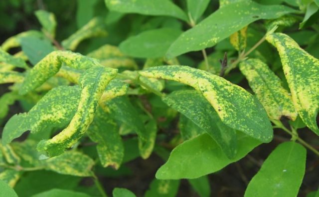 Honeysuckle Fianit: variety description, photos and reviews