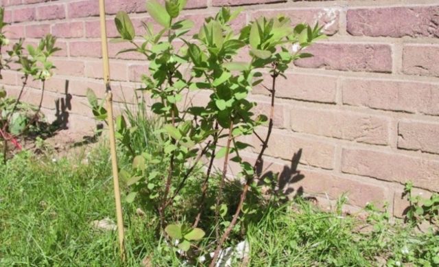 Honeysuckle for the Leningrad region: varieties and growing features