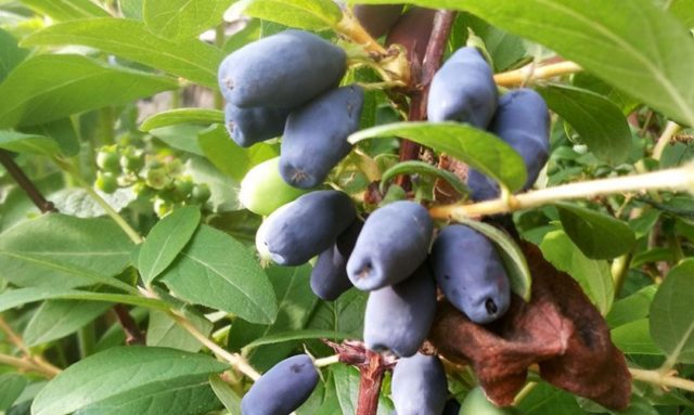 Honeysuckle for the Leningrad region: varieties and growing features