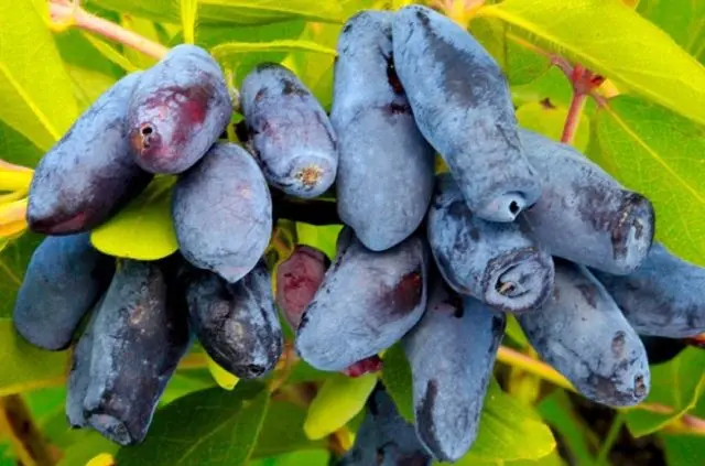 Honeysuckle for the Leningrad region: varieties and growing features