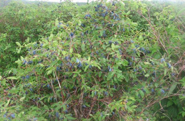 Honeysuckle for the Leningrad region: varieties and growing features