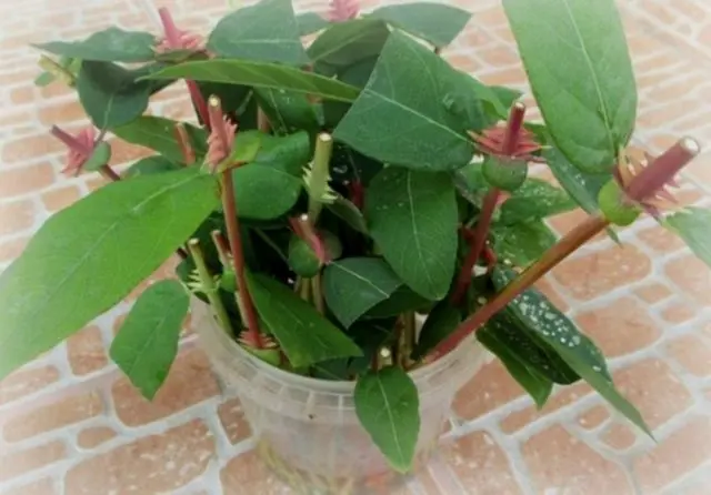 Honeysuckle for the Leningrad region: varieties and growing features