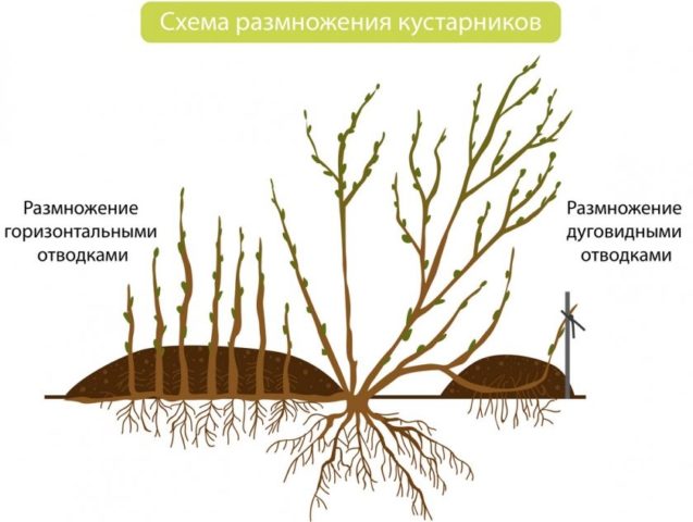 Honeysuckle for the Leningrad region: varieties and growing features