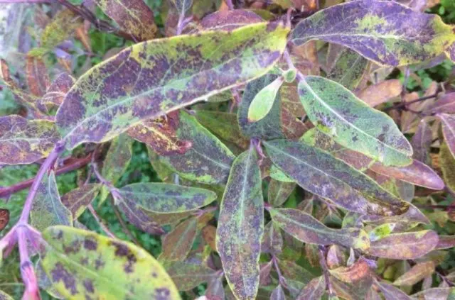 Honeysuckle for the Leningrad region: varieties and growing features